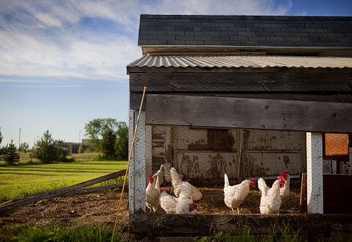 chicken