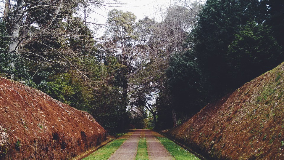 road in the middle of the forest