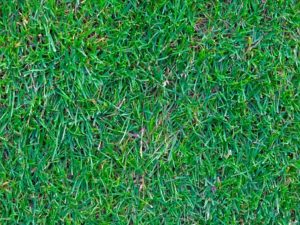 artificial grass