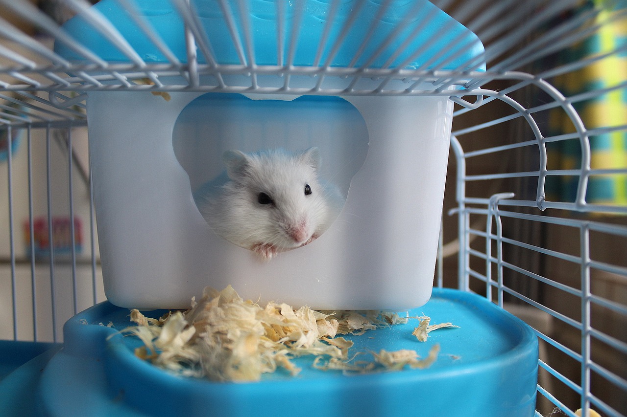 hamster cage