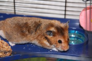 hamster in cage