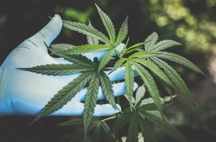 cbd plant