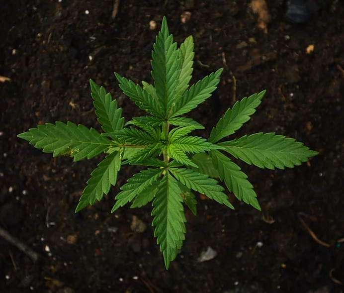 a baby cannabis plant