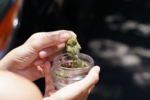 marijuana buds