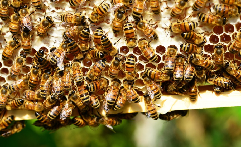 bees